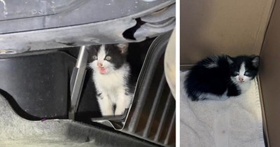 Kitten sneaks into car's undercarriage, travels as a stowaway for miles while the owner drives home, until they finally hear her meows: ‘We're calling her Piper, short for Exhaust Pipe’