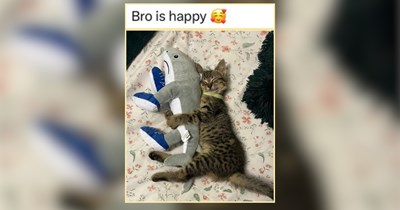 The Sleepiest Animal Memes for Folks Just Tryin' to Nap