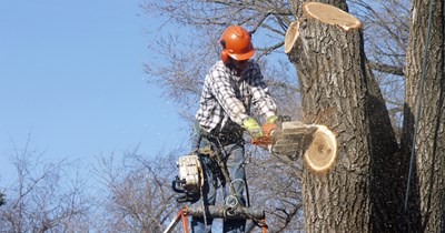 'They hopped my fence!': Homeowner catches a tree cutting contractor dumping debris in his trash cans, resulting in a $5000 fine