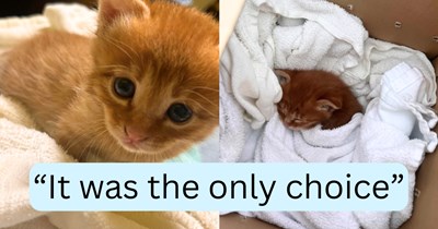 'As much as I would love to keep him...': Apartment-dweller makes the tough decision to rehome a street kitten, finding a meowpropriate home for a snuggly orange stray despite loving him instantly