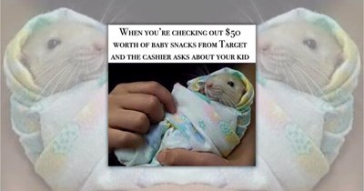 'Tiny grippers clutching stolen snacks': 21 Relatable Rat Memes for Rodents and Rodent-Like Humans