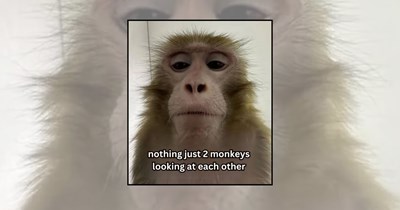 'Ape shall cheer up ape': 21 Monkey memes going bananas and swinging into your feed