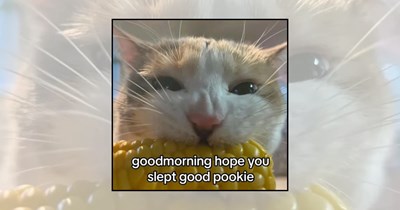 'Rise and purr!': 21 Monday morning cat memes to start your week on the right paw