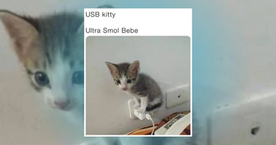 21 Happy Kitten Memes to Meownifest a Lovely Mew'd