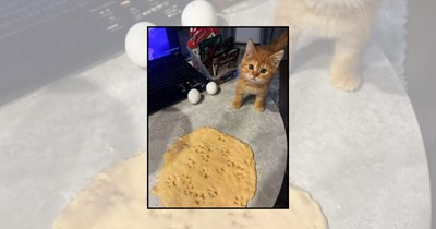 'Baking with paws': 22 Cats doing biscuits like tiny pastry chefs working the night shift at the bakery 