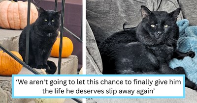 ‘The Ron Swanson of cats’: Couple devotes months gaining the trust of stray tough guy tomcat named ‘Walter’ to give him an early retirement from being the neighborhood sheriff
