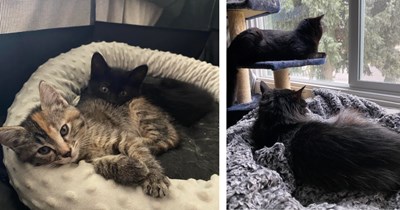 'This just feels like bad timing': Family finds wandering kittens on the streets but question whether to keep them since they have an elderly cat, internet steers them in the right direction to broaden the family 