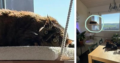 Proud cat sitter sends owners a photo of the girls, only to realize after the meowlarious expression on one of the cat's faces: 'Then I zoomed in on Mona’s face'