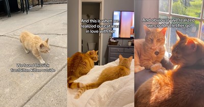 Feline family finds frostbitten kitten outside but plans to give her away, but their orange cat changes everything by adopting her like a long lost sister, cat mom says: 'He knew before any of us did'