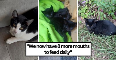 ‘I went from 0 cats to 8 within a month’: Man rescues Mom cat and kittens, discovers Mom is pregnant with more babies, suddenly becomes owner of 8 cats