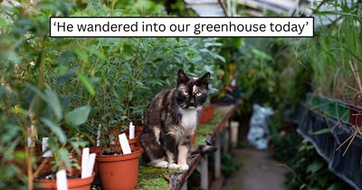 'He basically fell out of the sky': Tiny blue-eyed kitten mysteriously appears in a greenhouse, wins over an entire family, and becomes the newest furry addition to a four-cat household