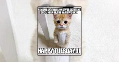 'Keep moving forward, the best is yet to come': 21 Relatable Tuesday memes powering you through the week