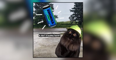 31 Hyperactive Memes of Cats Running on Energy Drinks and Pure Chaos