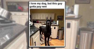 23 Big Dog Memes for Pet Parents Who Got That Dog in Them