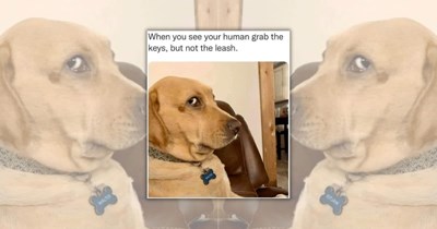 ‘Head empty, tail wagging’: 21 Howlarious Doggo Memes for Hoomans Who Love Floppy Ears