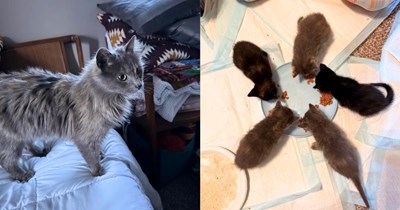 Hardware store cat recognizes a friendly customer, surprising them post-rescue with a litter of 5 kittens: 'Yes, we currently have nine cats in our house!'