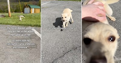 Foster mom devastated after finding out the family who adopted her dog already lost her and has given up on finding her, so she searches for the dog and finds her: ‘She came running back to me!'