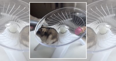 'I'm wheelie busy right now': 27 tiny hamsters too cute and too committed to step off the wheel