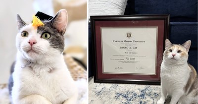 30 Purrfect Pictures of Graduate Cats Showing Off Their Meowster’s Degrees