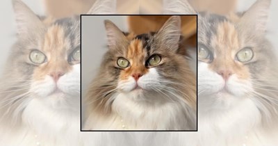 ‘No thoughts, just meow’: 23 Purrfectly Mesmerizing Cats for Cat Lovers in Need of Serotonin