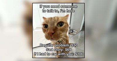 31 Silly Cat Memes Full of Chaotic Feline Energy for a Truly Furtastic Furiday