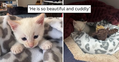 'I found him on the road': Cuddly rescue kitten goes from scared stray on the roadside to safe, spoiled house cat after instantly winning over his rescuer’s heart