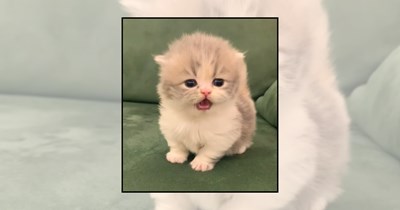 'Meow I have your attention, please?': 21 Kittens meowing with urgent news