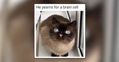 30 Silly Memes of Cats Existing Without a Single Thought Upstairs