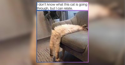 A Divine Comedy of Cat Memes to Laugh, Cry, and Contemplate Existence 