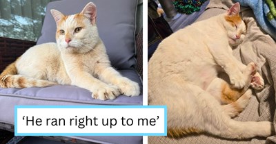 ‘You’re my person now’: Sweet cat that gets tossed out of a car leaves a horrible family behind and runs straight into the arms of a pawrent who truly loves him