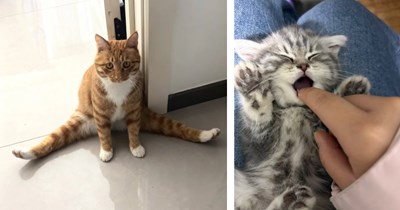 29 Heartwarming Friday Felines for a Tender Meowment of Fluffy Feline Comfort