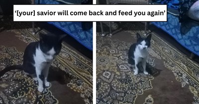 'She proved to me that animals have ultimate mercy, love, and loyalty': Heartwarming story of woman's cat comforting her husband while she's in the hospital, showing that we're never alone with our pets