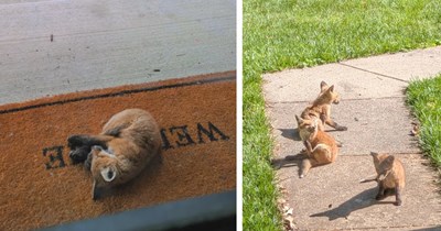 Pawrent finds family of foxes living underneath their porch, they make themselves at home on her welcome mat: ‘Their parents keep bringing stolen stuffed toys for them to play with’