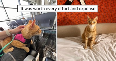 'We traveled by car, plane, boat and train to get home': Former Florida street cat Tangerino takes an unbelievable international journey to England after following the right person home and getting adopted forever