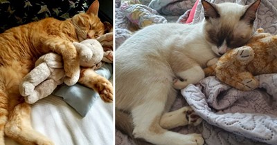 31 Sweet Pictures of Sleepy Snugglebug Cats Cuddling Their Favorite Stuffies