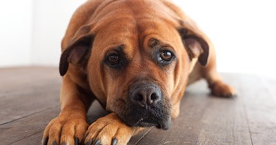 Sad dog refuses to go on walks when owner leaves for vacation, worried dog sitter reaches internet for advice on how to cheer him up: 'Just be extra gentle and patient'