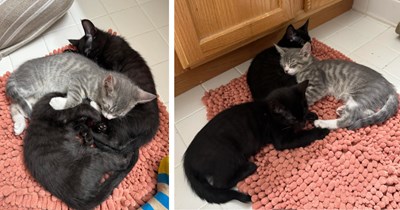 Kitten rescuer saves trio of bonded babies after buying from kids who were selling them for $20 in 95 degree weather, rescuer says: 'I went from 2 to 5 [cats] overnight!'