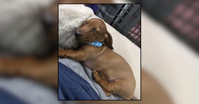 'Does puppyhood get better?': 11-week-old Dachshund causing havoc on new dog pawrents, the internet assures them that he's just a baby and things will get better