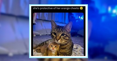 24 Sweet and Sassy Cat Memes full of Refreshing Felines