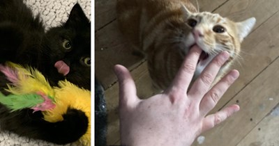 23 Silly Cat Pics Purrfect fur Soothing your Stressed Out Soul