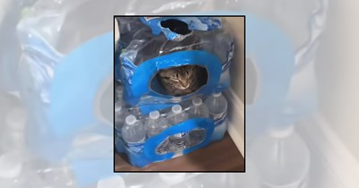 'If they fit, they sit': 24 Cats in silly places they shouldn't be