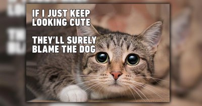 A Ray of Sunshine in the Form of 23 Fuzzy Feline Funnies