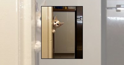 'Undercover whiskers': 21 Cats peeking out like tiny detectives from the cutest hiding spots