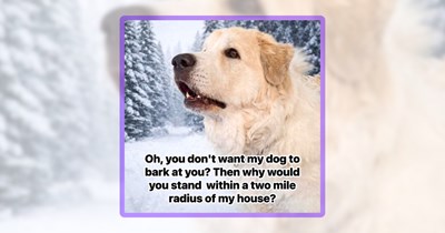 A Doggo Disasterpiece of 30 Memes Full of Adorable Canine Absurdity