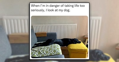 'Good boys get good memes': 21 Dog Memes to Fill Your Morning Cup with Puppy Pawsitivity (May 23, 2026)