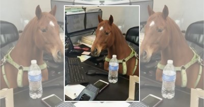 Let’s get this bread! These 22 hardworking animals are here to help you kickstart your workday 