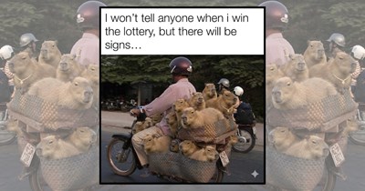 It's a capybara's world and we are simply just living in it: 25+ memes that prove it