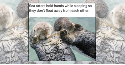 Ladies and gentlemen, I present to you the 25 chillest creatures on earth: Sea Otters 
