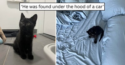 'Rescued my new best friend': Black kitten found crying under the hood of a car gets rescued by neighbors, brought into a loving forever home, and welcomed by a sweet tuxie big sister named Rosie