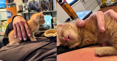 'Can we go now? I'm over this outside thing': Friendly woodpile kitten decides it doesn't want to be an outside cat anymore, demanding to be brought inside before a big summer storm